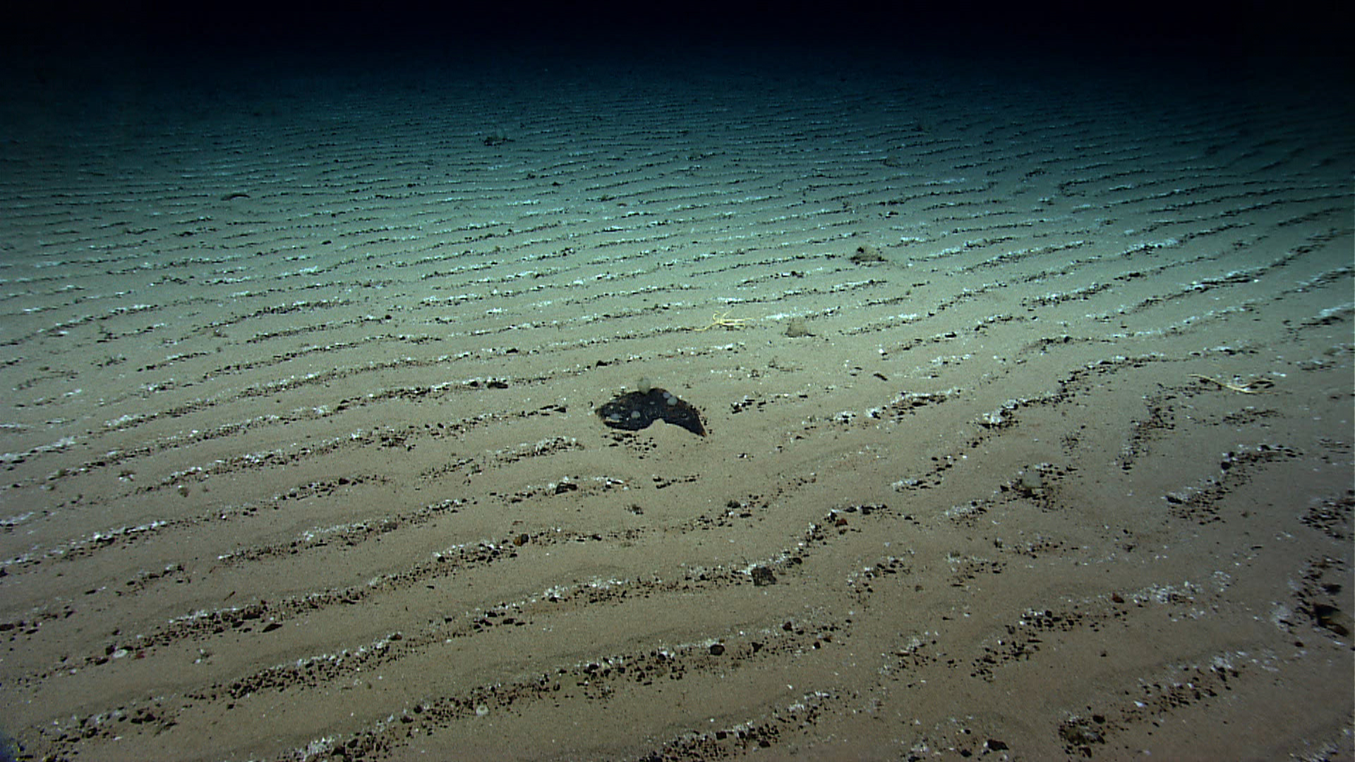 A picture of sediments on the seafloor.