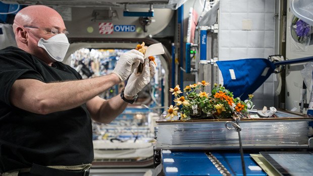 An astronaut inside the ISS removing flowers from Veggie.