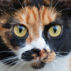 Close-up of the face of a ginger, black and white cat with big green eyes