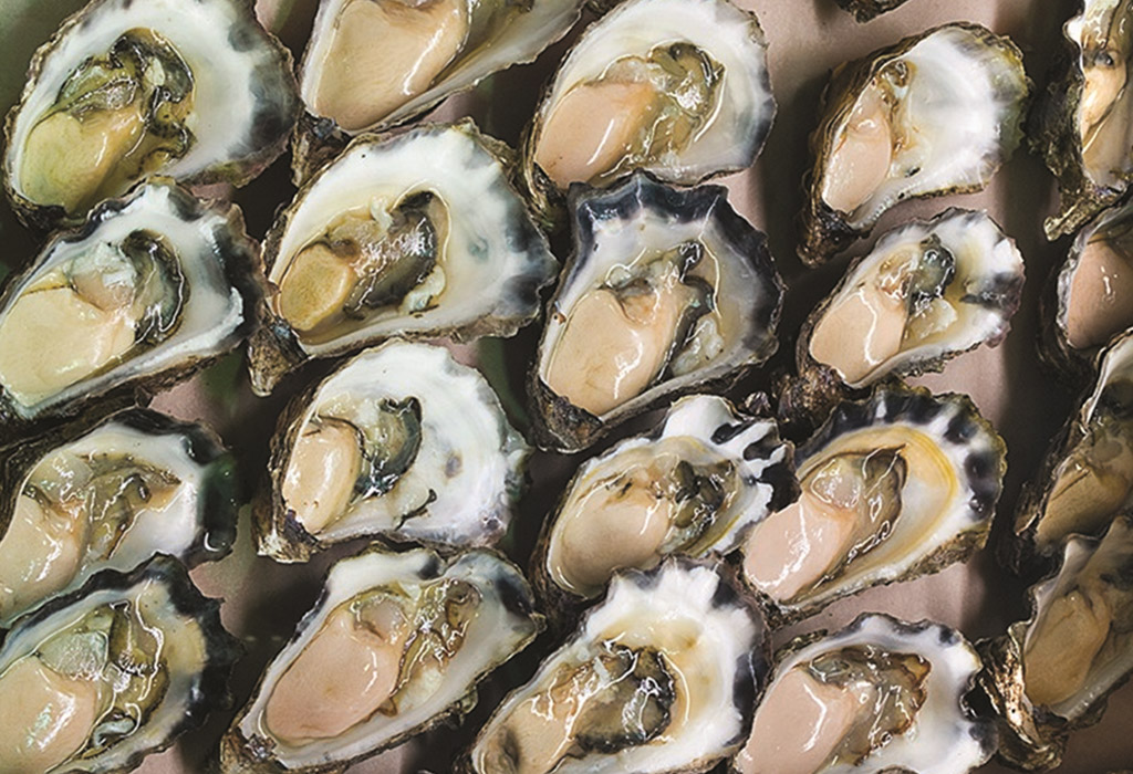 Sydney rock oysters to the rescue! - Curious