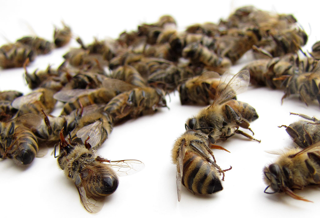 Are bees killed for honey?