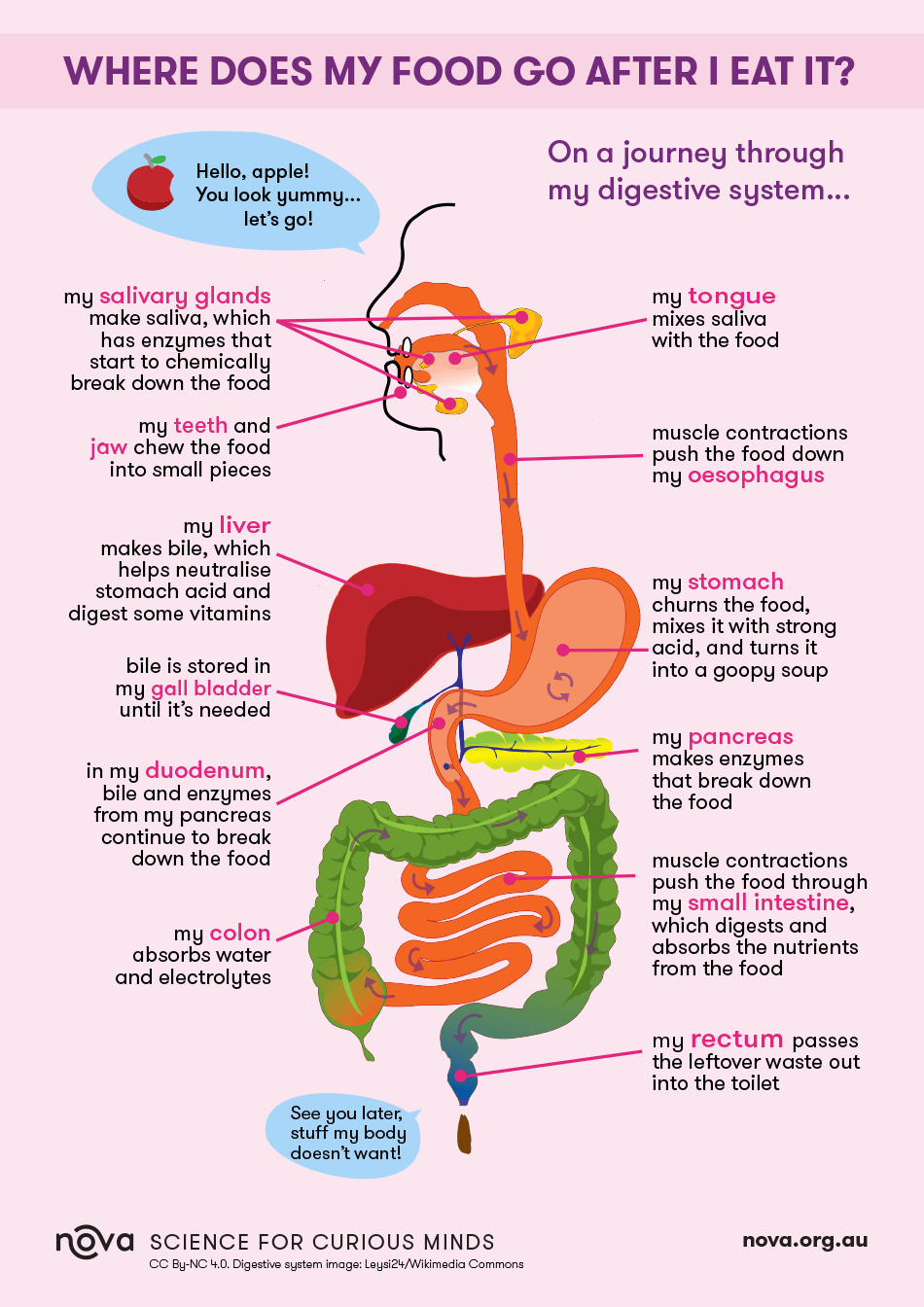 Food Pathway Through Digestive System