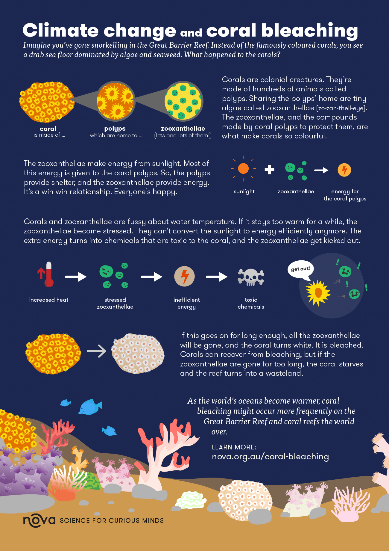 Coral Bleaching Process