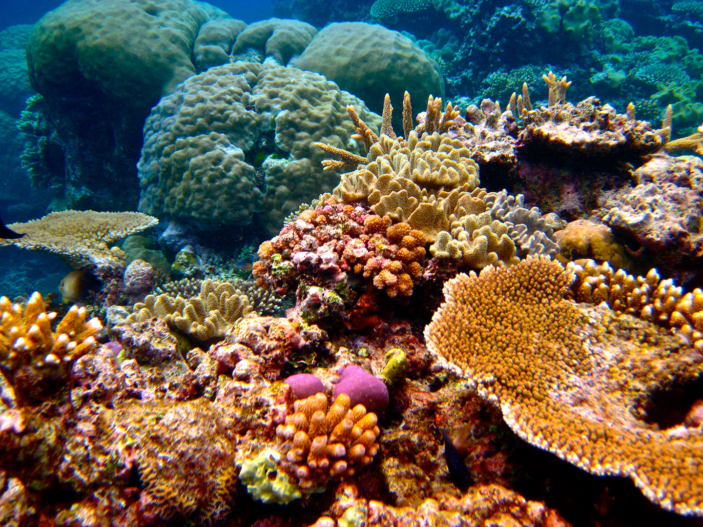Coral Reef: Formation