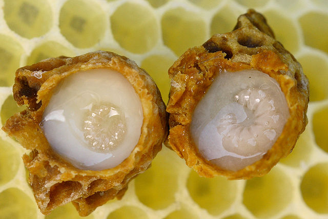 Developing queen larvae surrounded by royal jelly