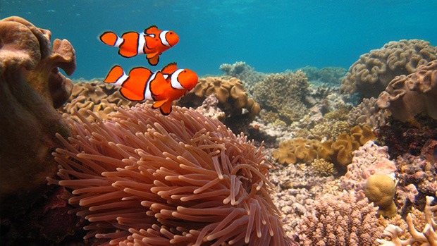 Why do coral reefs have high biodiversity