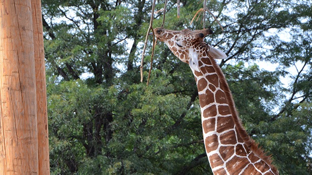A giraffe reaching for a branch