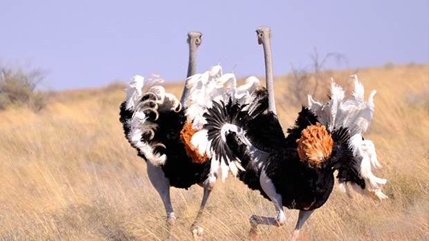 Two ostriches, using their wings for a courtship dance