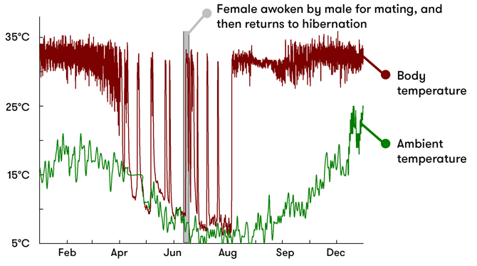 A graph showing the body and ambient temperatures of the female echidna across the year. During hibernation (around April to August), body temperature drops and rises dramatically. It is woken up around June-July to mate, and its body temperature returns to normal for a while, before returning to hibernation.