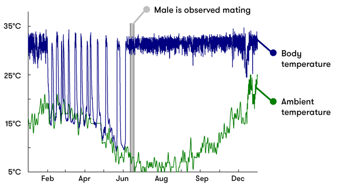 A graph showing the body and ambient temperatures of the male echidna across the year. During hibernation (around February to June), body temperature drops and rises dramatically. It wakes up around June-July to mate, and its body temperature returns to normal.