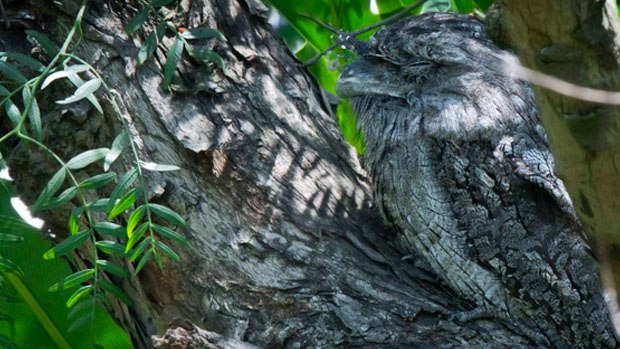 A tawny frogmouth asleep on a branch.