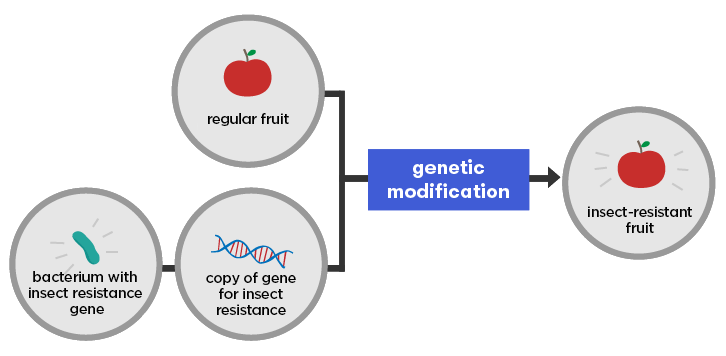 Simple diagram illustrating genetic modification