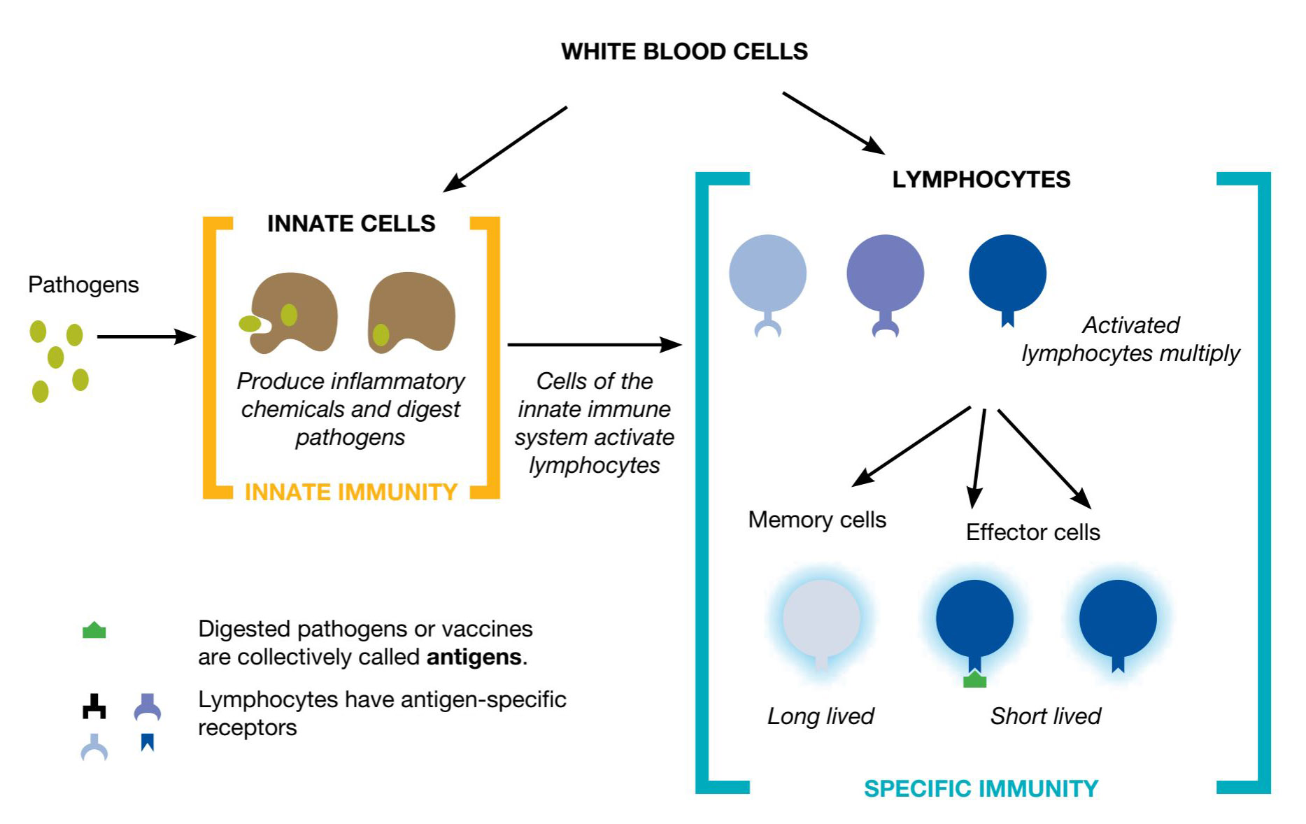 What Is Immunisation Curious