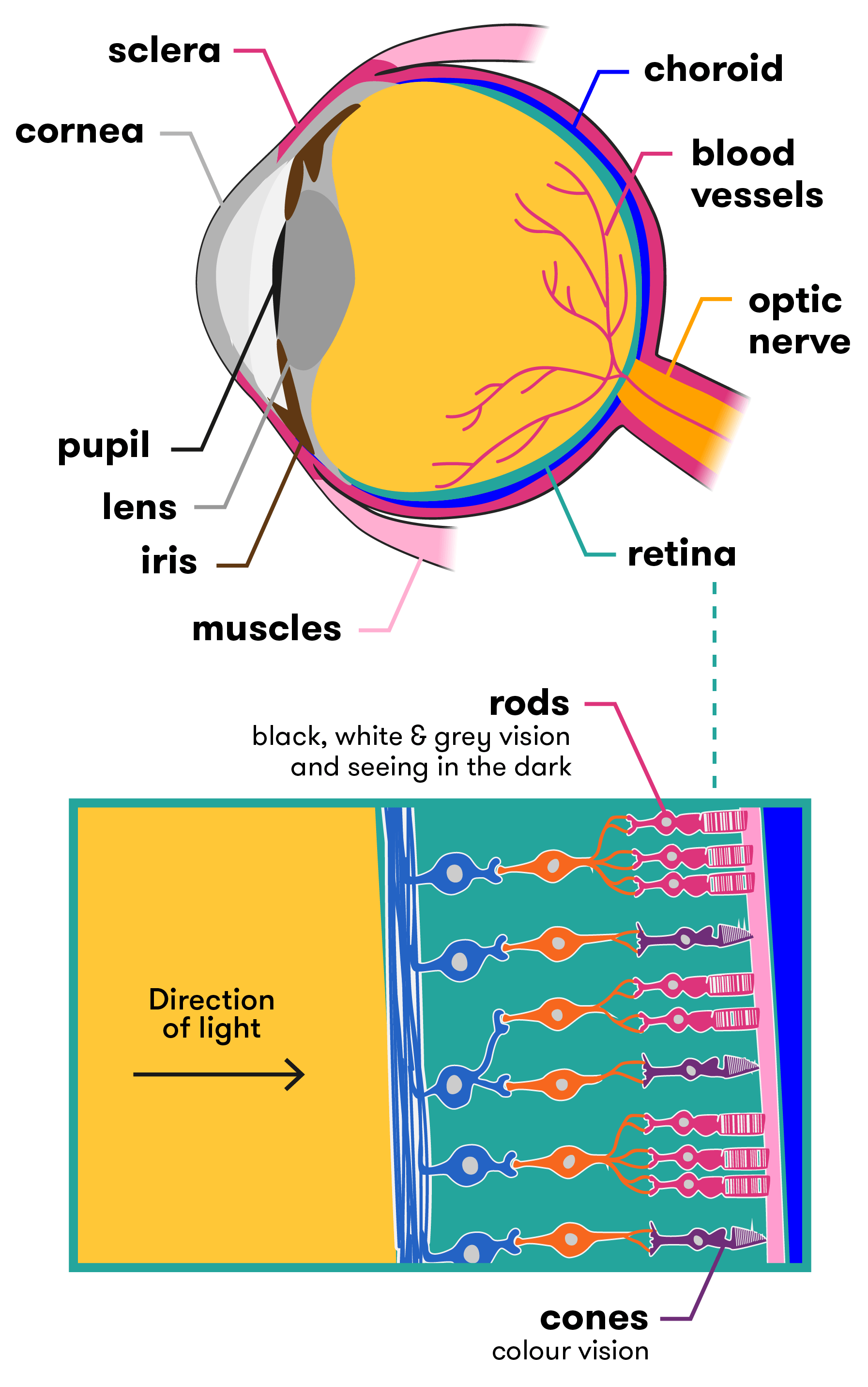 Eye anatomy and physiology - how the eye and vision work