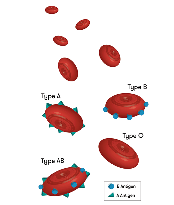 Illustration showing the presence of certain antigens on red blood cells