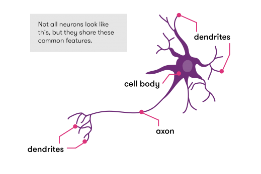 neuron dendrite analysis