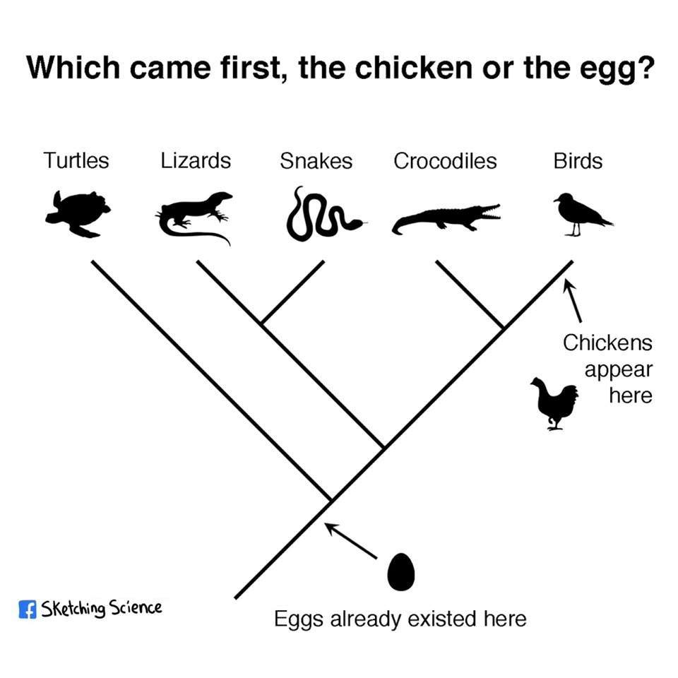 Which Came First The Chicken Or The Egg Curious