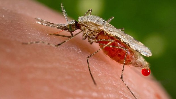 A mosquito feeding on human blood.