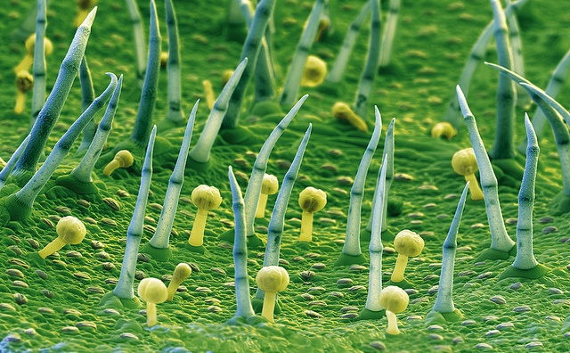 A microscope image of a genetically modified potato that produces a starch with potential applications in the paper, textile and adhesive industries.