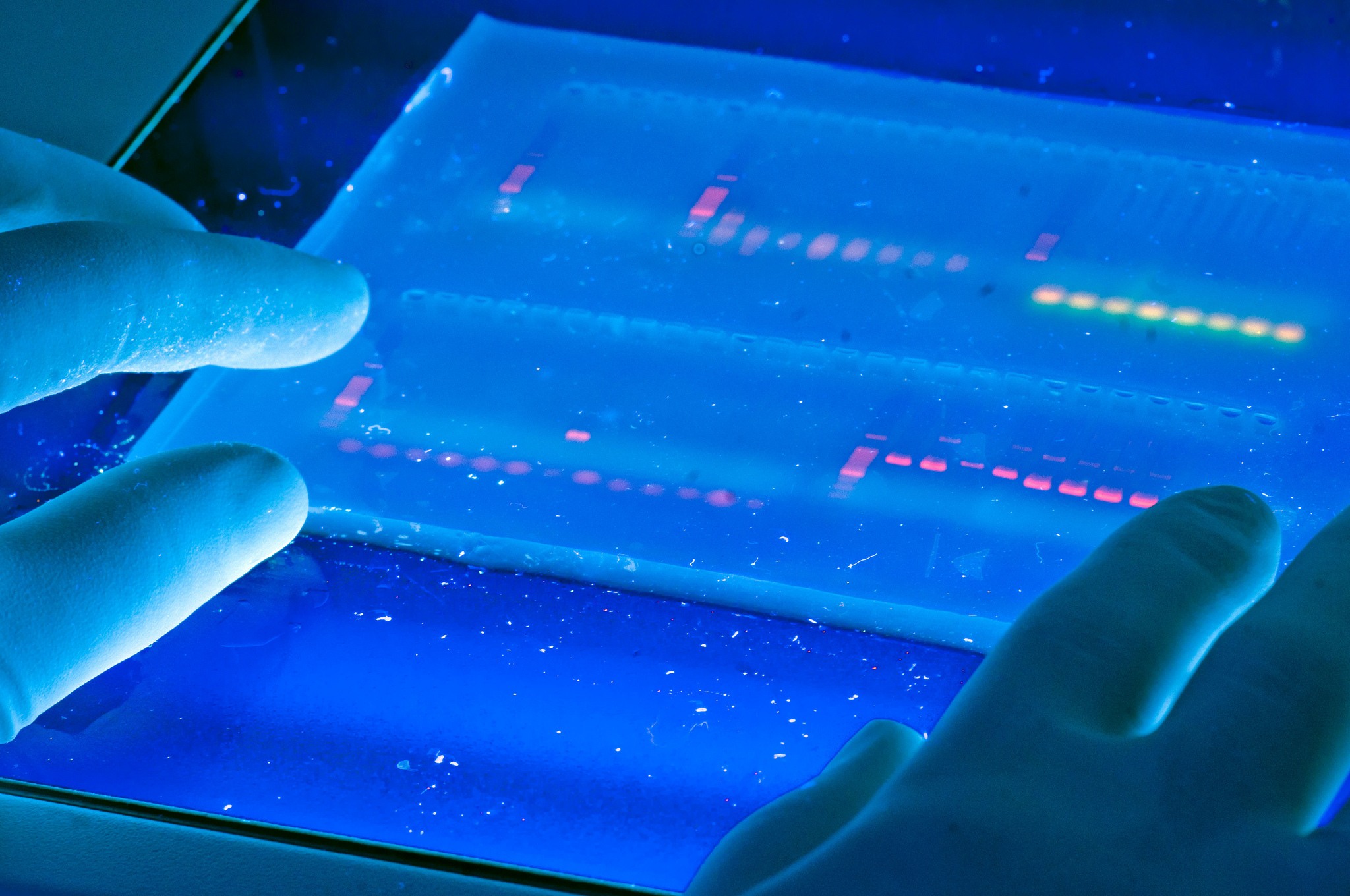 A researcher reviews a DNA sequence