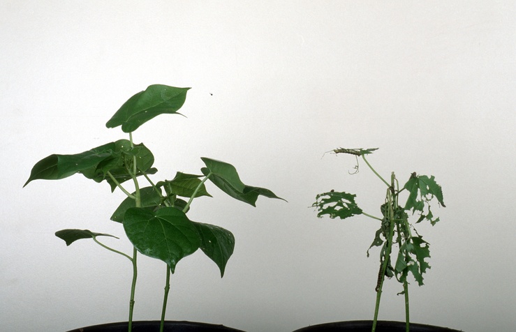 Genetically modified cotton plants.