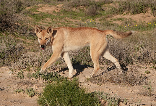 Dingo in the wild