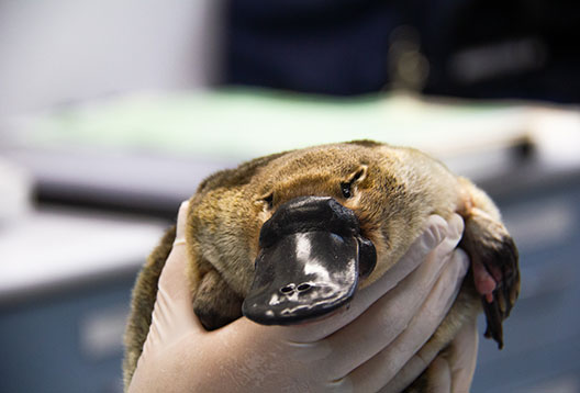 A person's gloved hands cradle a very cute platypus