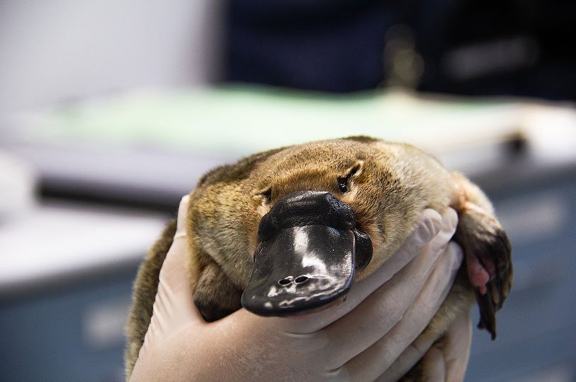 A person's gloved hands cradle a very cute platypus