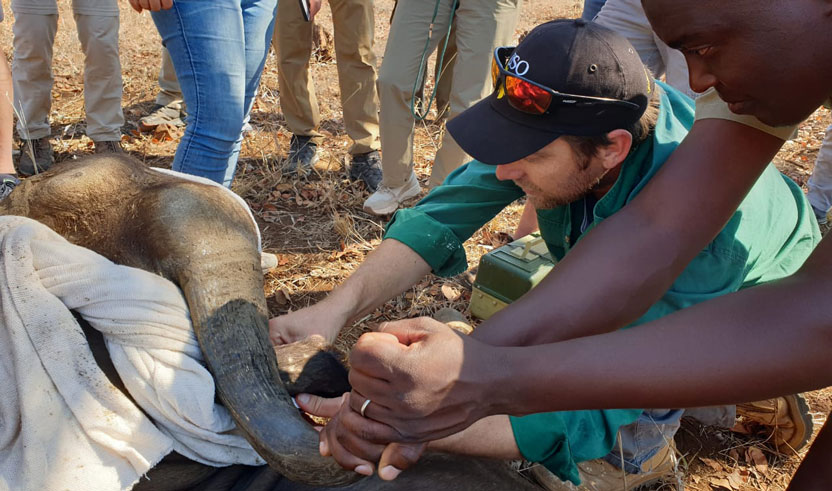 Elephants, buffalo and baboons: the wild side of the Graeme Caughley Travelling Fellowship