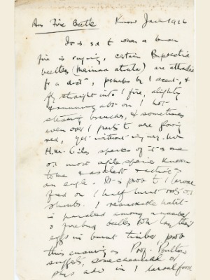 Notes written for illustration of fire beetle