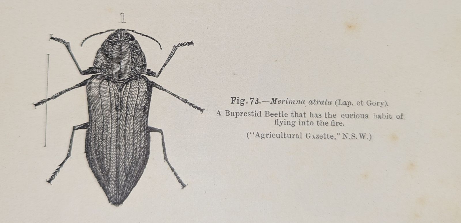 Buprestid beetle diagram