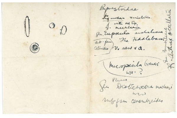 Reference notes for jewel and fiddler beetles