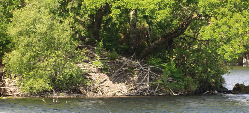 Leading Australian researcher expands international collaborations as a Caughley Fellow