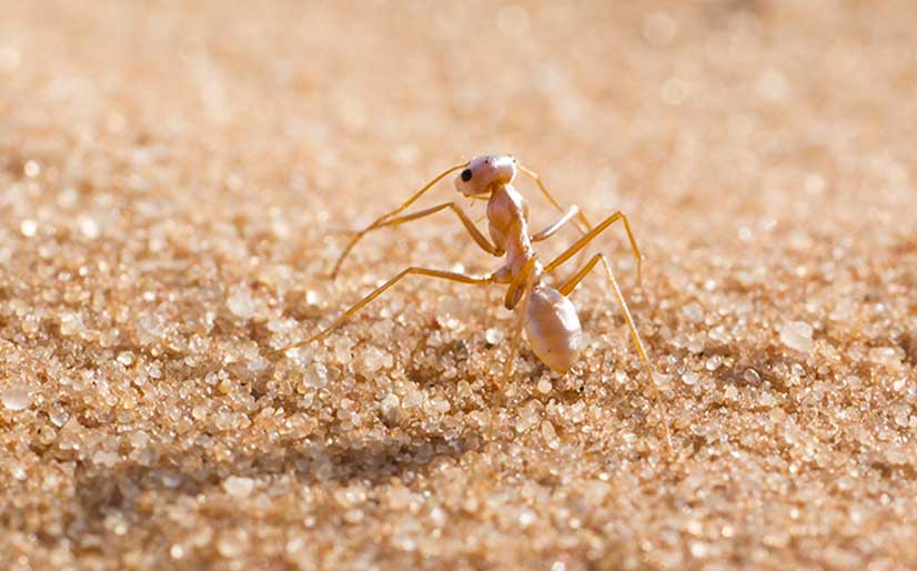 Internationally renowned scientists admitted to Academy