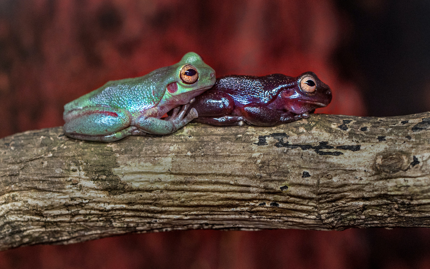 Academy Fellows say it’s time to establish an independent biodiversity agency 