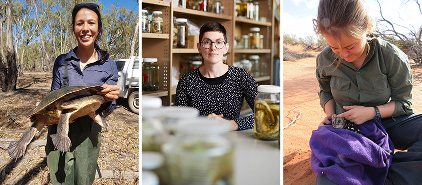 Margaret Middleton Fund for endangered Australian native vertebrate animals: 2021 funding announced