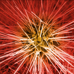 Academy congratulates 2016 Eureka Prize winners-thumbnail