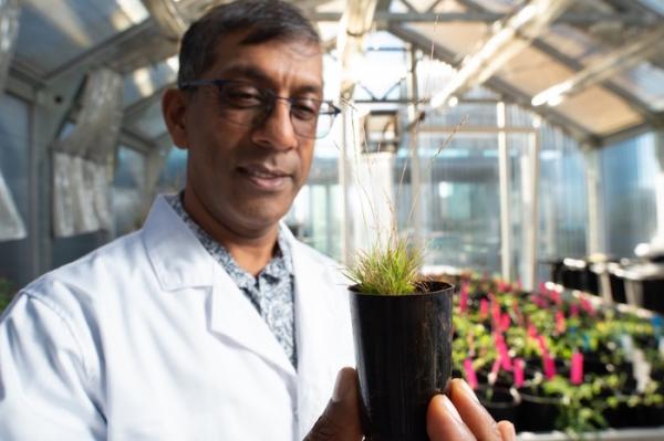 Image of a scientist with a plant in a greenhouse