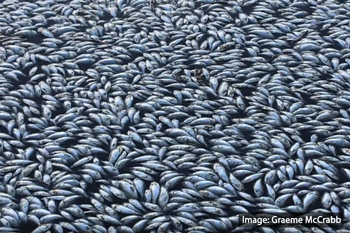 Scientists lay out new plan to save the Darling River-thumbnail