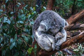 Scientists call on Australian Government to implement Samuel review recommendations-thumbnail