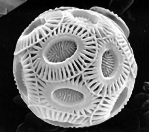 Spherical organism with distinctive oval and striped markings on the surface (black and white photo)