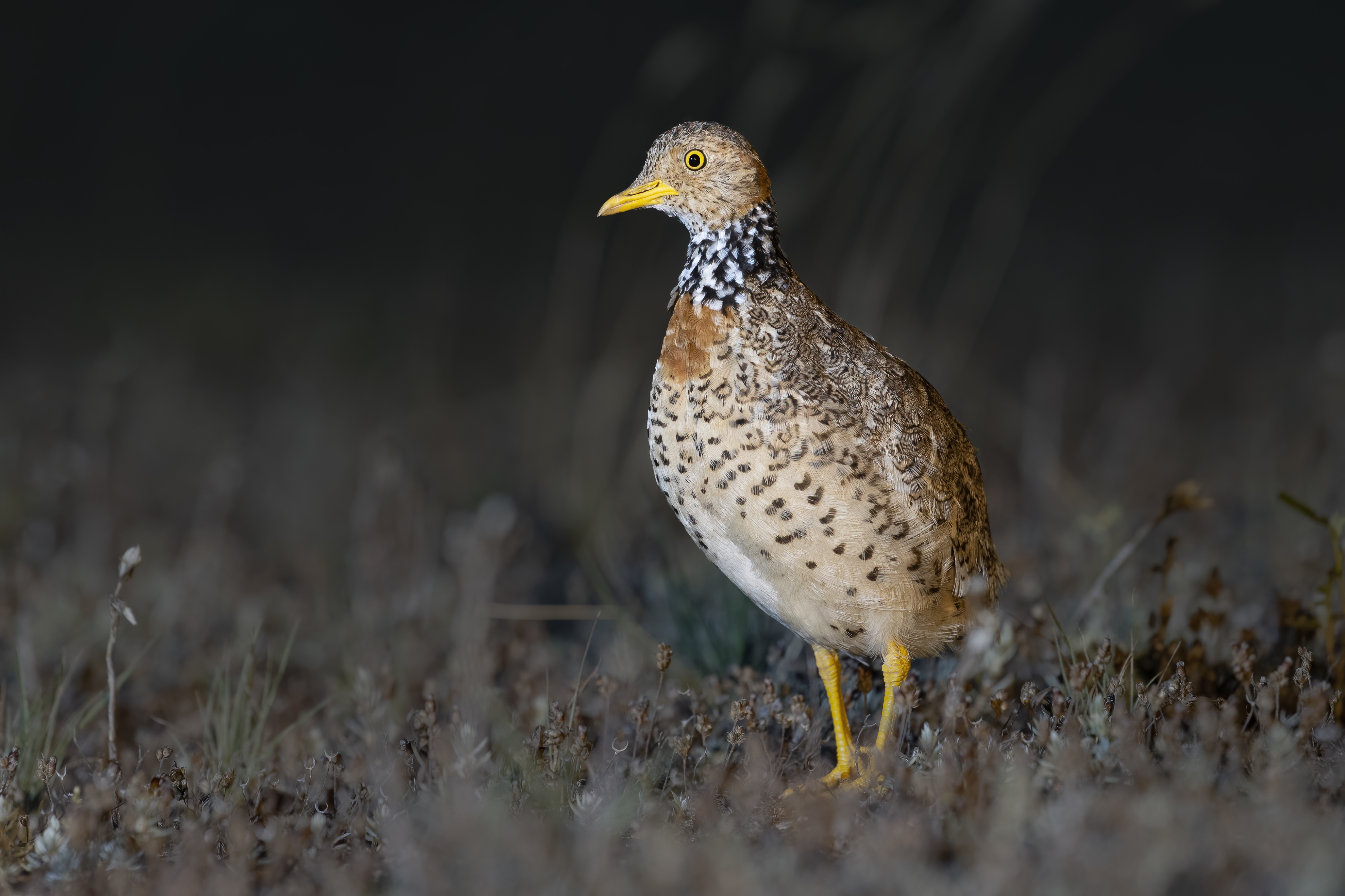 Female plains-wanderer (Pedionomus torquatus)