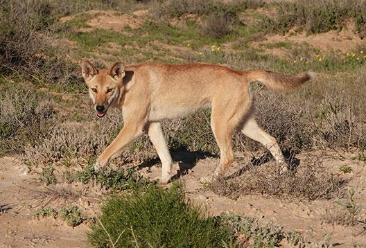 Dingo in the wild