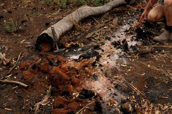More work crucial to help our soil recover from bushfires-thumbnail