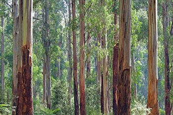 Eucalypt forest