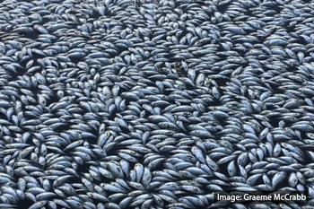 Scientists lay out new plan to save the Darling River-thumbnail