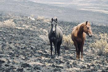 Draft NSW Government park management plan ‘flawed’ and ignores damage caused by feral horses