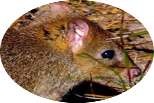 Middleton icon